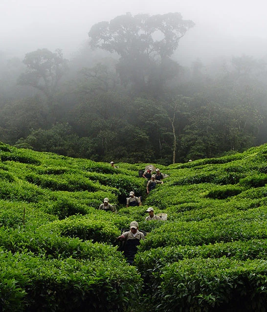 Colombian Sweet Black Organic Tea (Wiry 2) 4 Colombian Sweet Black Organic Tea (Wiry 2) - Image 2