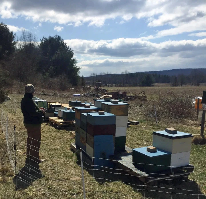 Blueberry Whipped Honey 5 Blueberry Whipped Honey - Image 3