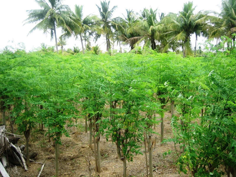 Moringa, Organic 5 Moringa, Organic - Image 3