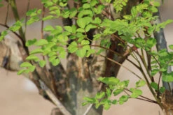 Moringa, Organic 10 Moringa, Organic -Simpson & Vail Store moringaLeaves xl